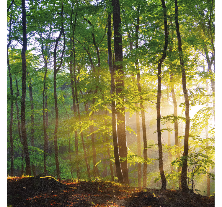 Rollo fenster baum natürliches licht im wald - TenStickers