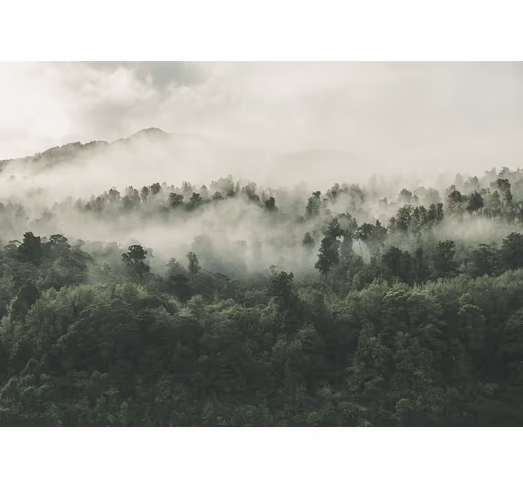 Küchenfenster rollo wald mit nebel von oben - TenStickers