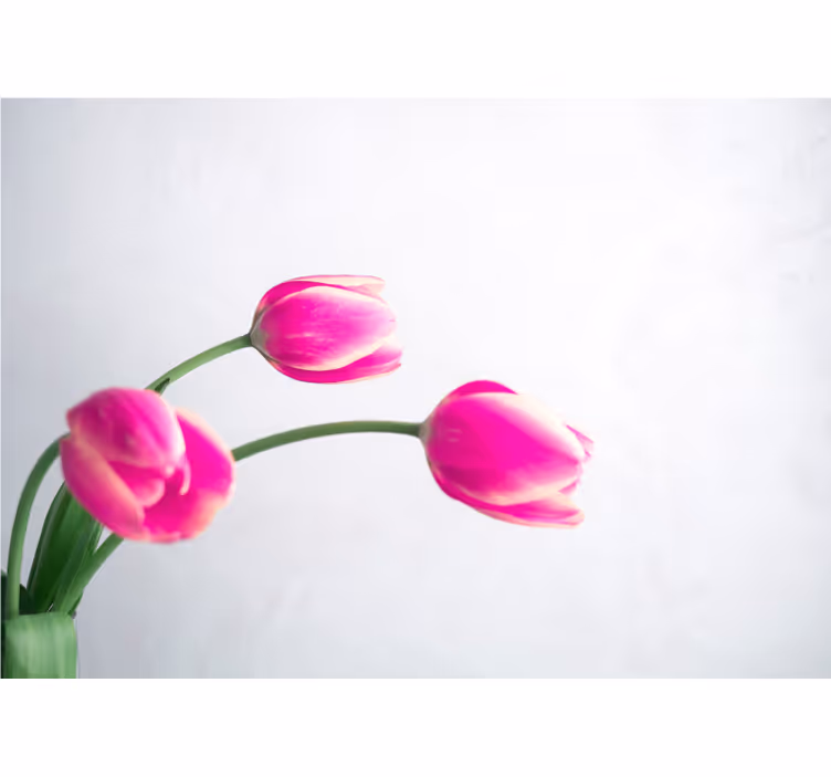 Küchenfenster rollo mit drei tulpen auf weißem hintergrund - TenStickers