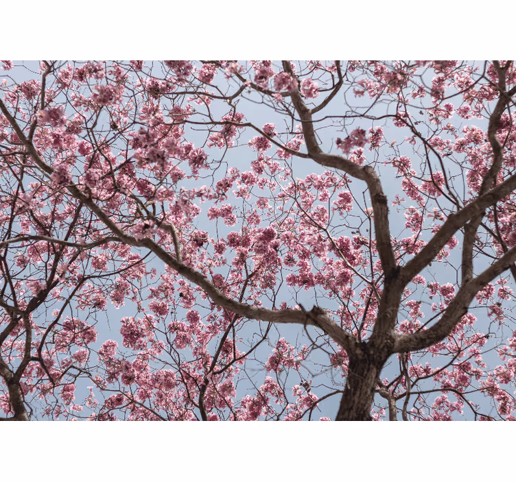 Küchenfenster rollo mit schönen rosa kirschblüten - TenStickers