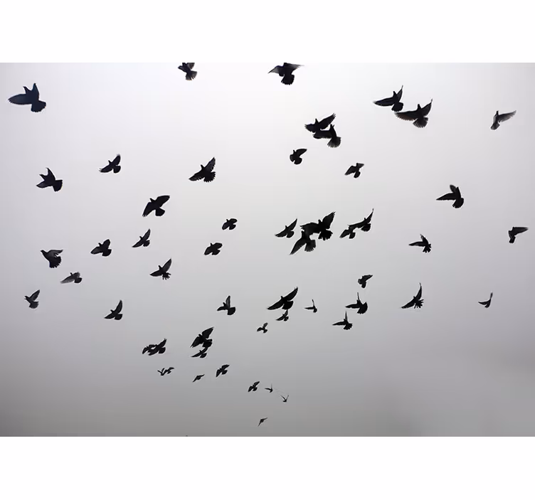 Rollo fenster weiß mit ästhetischem vogeldesign - TenStickers