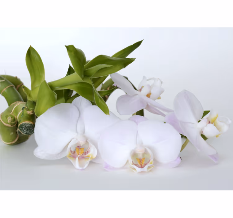 Rollo fenster weiß mit weißer grüner orchidee - TenStickers
