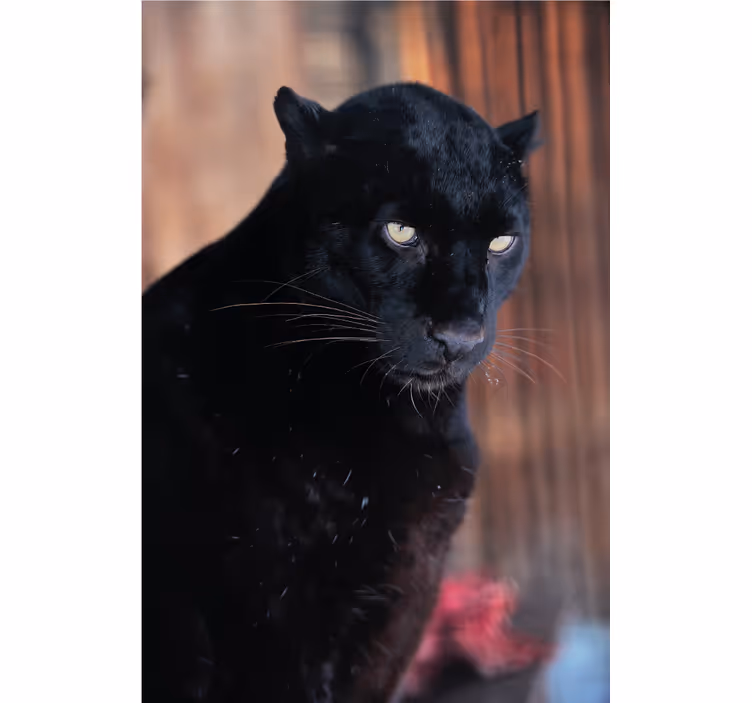 Rollo fenster wohnzimmer leopard auf der pirsch - TenStickers