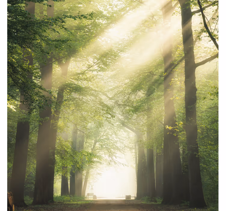 Rollo fenster wohnzimmer grüner wald mit sonne - TenStickers