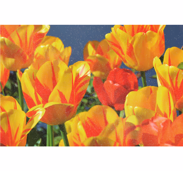 Rollo fenster wohnzimmer mit roten und gelben tulpen - TenStickers