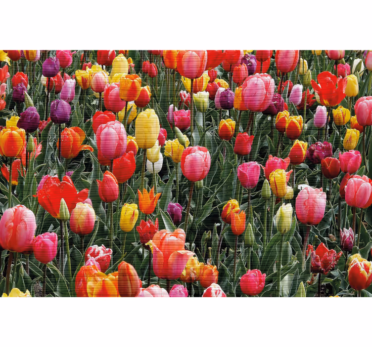 Rollo fenster wohnzimmer mit vielen tulpen im feld - TenStickers
