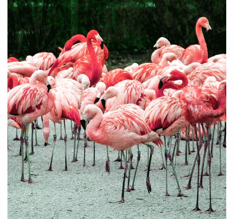 Rollo fenster wohnzimmer mit schönen flamingos im wasser - TenStickers