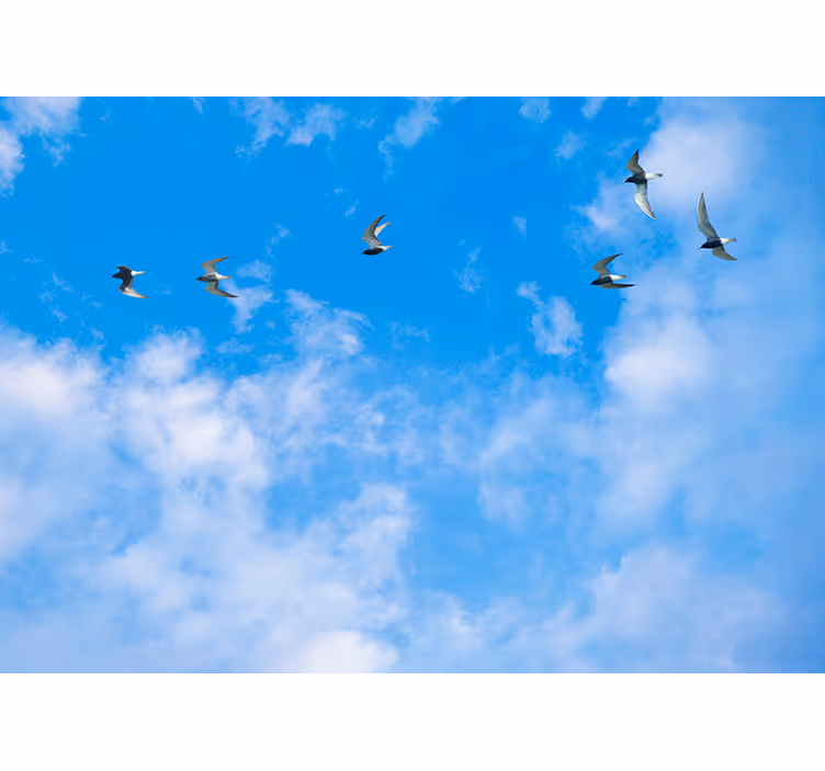 Rollo fenster blau himmel und küstenvögel - TenStickers