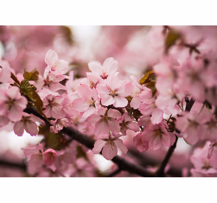 Rollo fenster rosa mit pinken kirschblüten - TenStickers