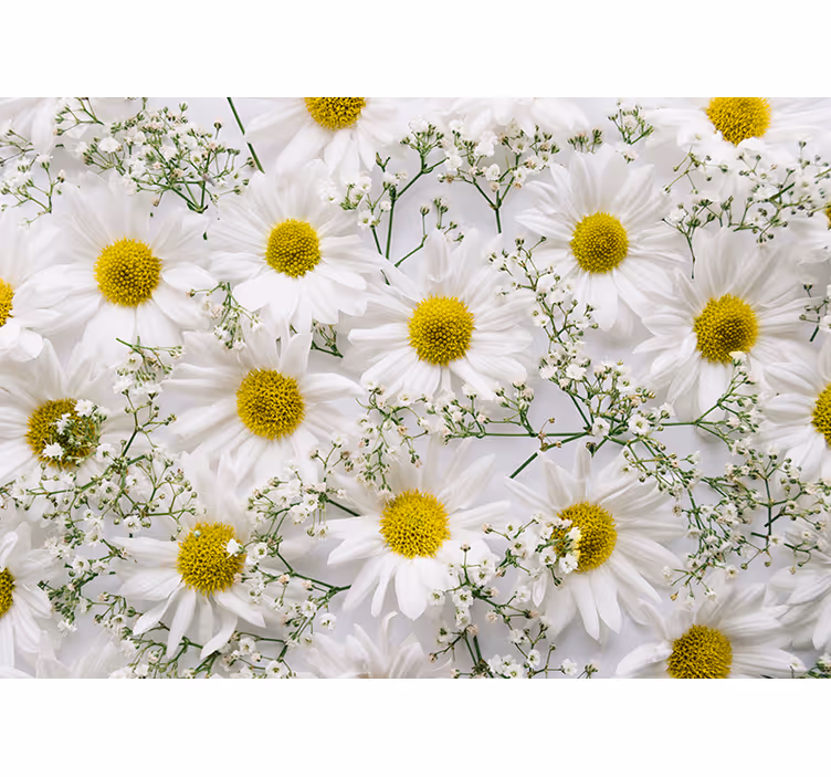 Rollo fenster wohnzimmer mit gänseblümchen-muster - TenStickers