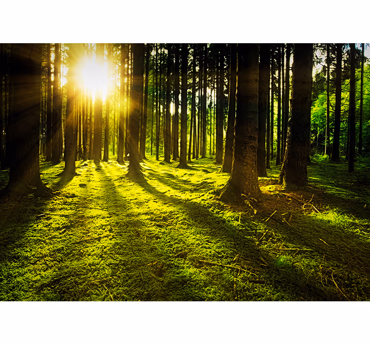 Rollo fenster grün sonnenbeschienener wald - TenStickers