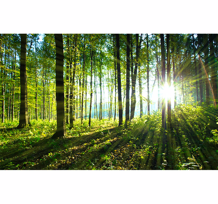 Rollo fenster wohnzimmer waldlandschaft mit lichtreflexion - TenStickers