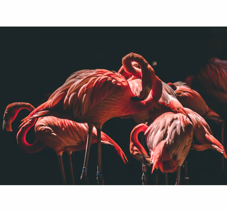 Rollo fenster wohnzimmer mit beleuchteten rosa flamingos - TenStickers