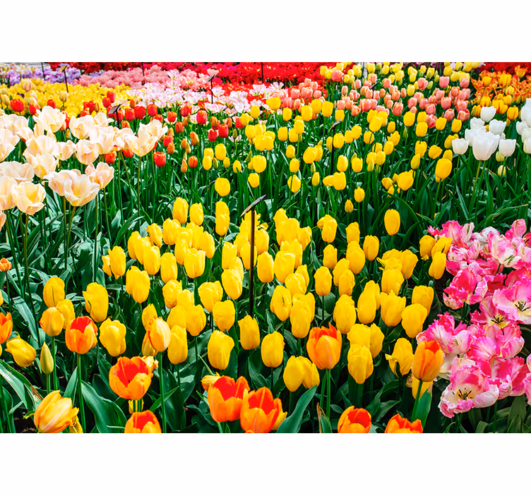 Rollo fenster wohnzimmer mit tulpenmotiv - TenStickers