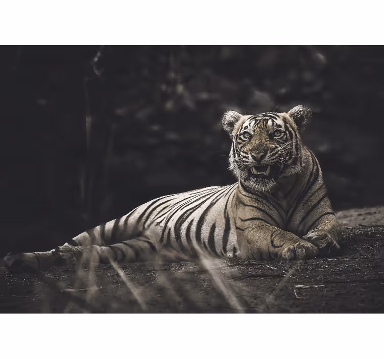 Rollo fenster wohnzimmer tiger liegt entspannt - TenStickers