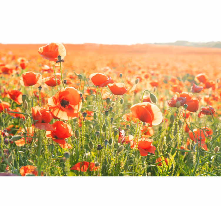 Rollo fenster wohnzimmer mit roten mohnblumen - TenStickers