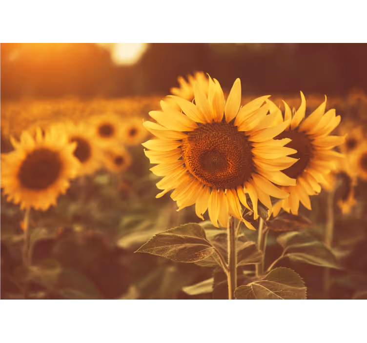Rollo fenster wohnzimmer romantisches sonnenblumenfeld - TenStickers