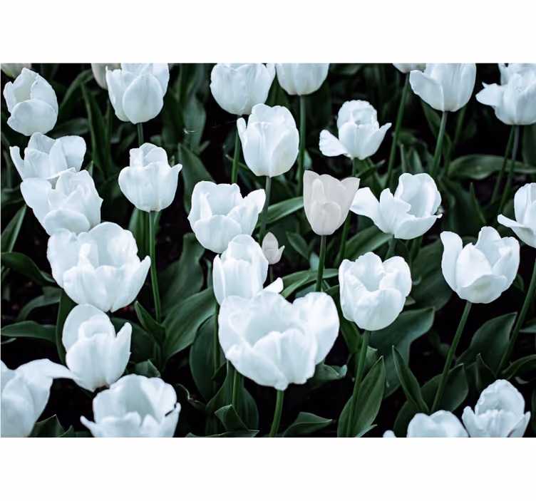 Rollo fenster wohnzimmer weiße tulpen - TenStickers