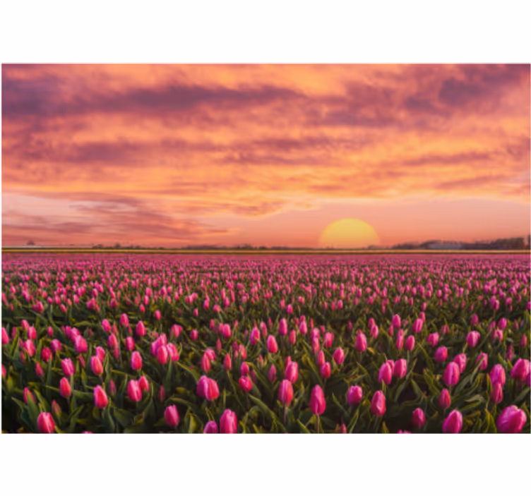 Rollo fenster wohnzimmer sonnenaufgang und tulpen - TenStickers