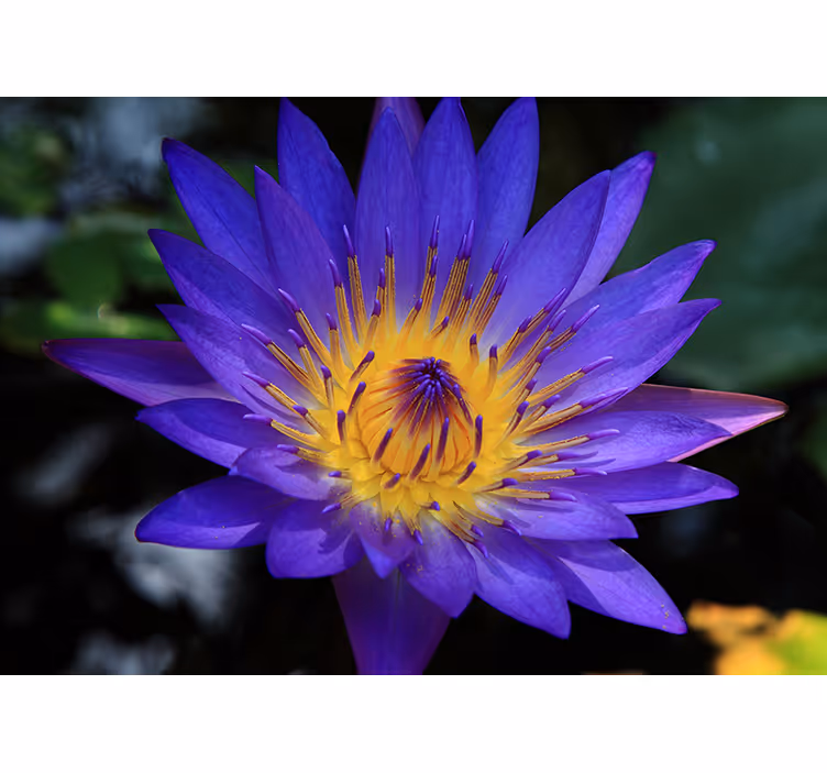 Rollo fenster wohnzimmer lila lotusblume - TenStickers