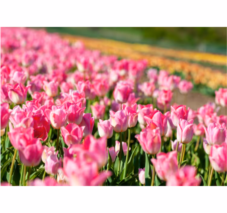 Rollo fenster wohnzimmer tulpenfeld design - TenStickers