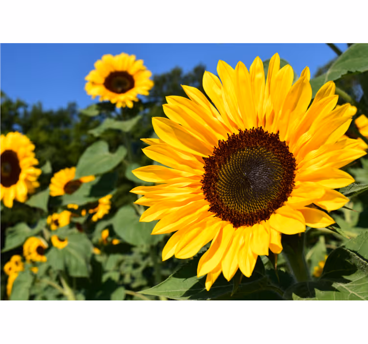 Rollo fenster wohnzimmer sonnenblume nahaufnahme - TenStickers