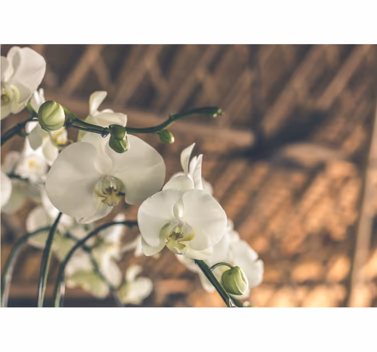 Rollo fenster wohnzimmer in strukturierter weißer orchidee - TenStickers