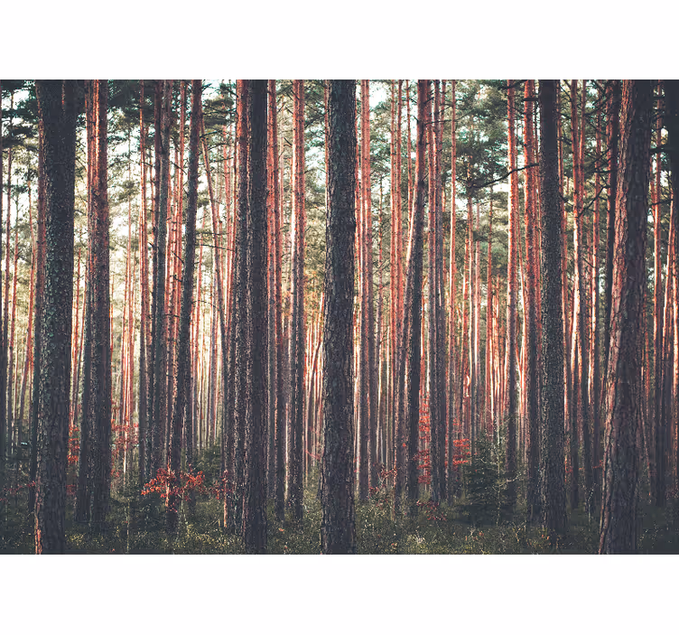 Rollo fenster wohnzimmer waldlandschaft mit bäumen - TenStickers