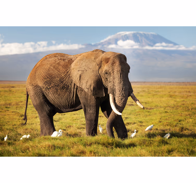 Rollo fenster wohnzimmer kilimanjaro elefant - TenStickers