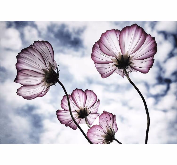 Rollo fenster wohnzimmer elegantes design lila kosmosblume - TenStickers