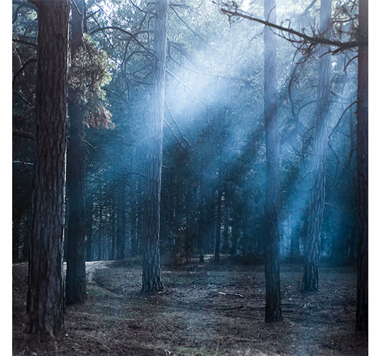 Rollo fenster wohnzimmer natur dämmerung im wald - TenStickers