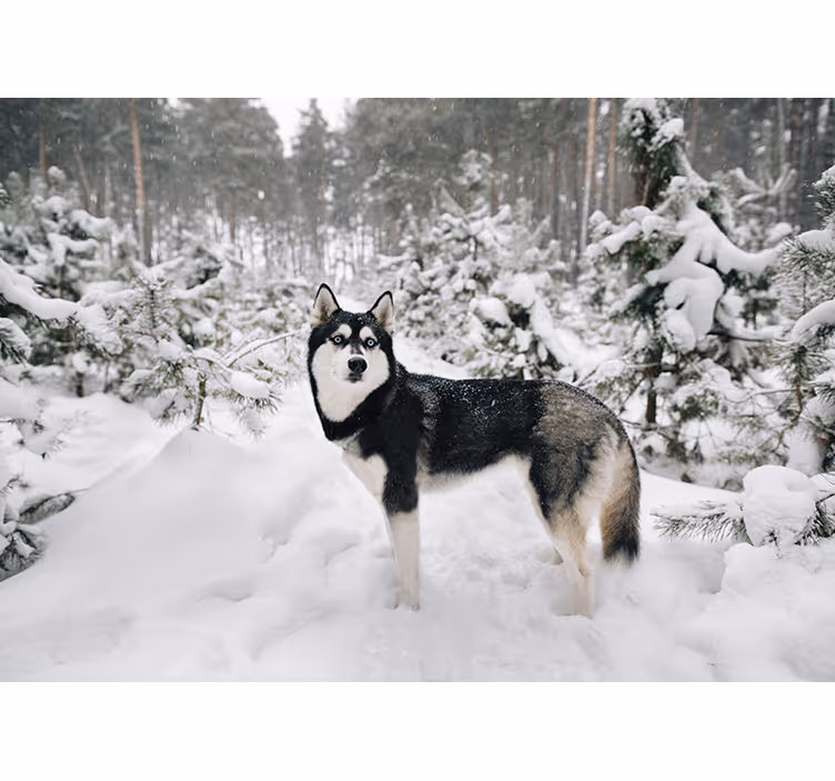 Rollo fenster weiß winterwald und husky hund - TenStickers