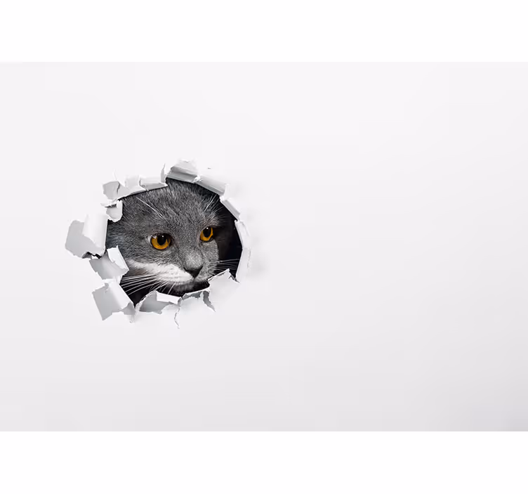 Rollo fenster weiß mit süßer katze - TenStickers