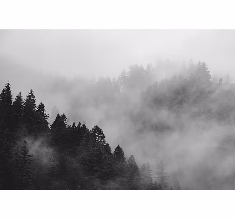 Rollo fenster grau nebelwald in schwarz-weiß - TenStickers