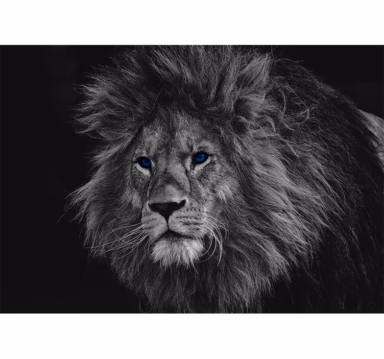 Rollo fenster grau mit blauen augen löwe - TenStickers