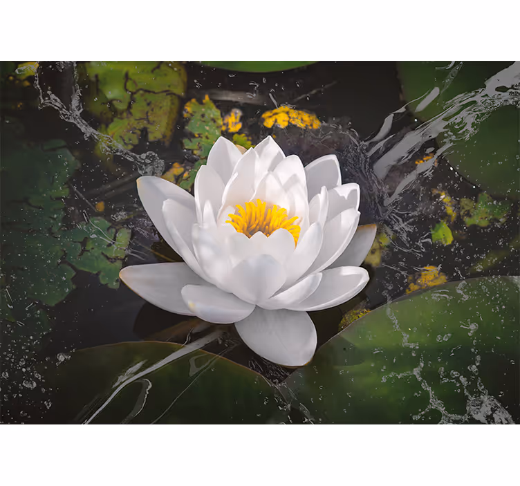 Rollo fenster schlafzimmer weißer und gelber lotus - TenStickers