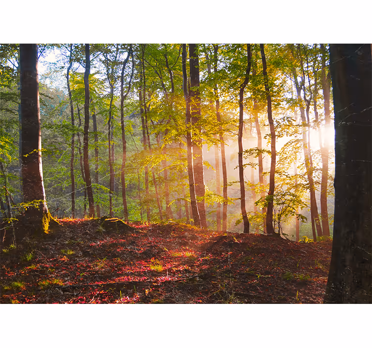 Rollo fenster schlafzimmer schöner sonnenaufgang im wald - TenStickers