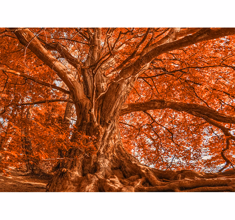 Rollo fenster schlafzimmer großer schöner herbstbaum - TenStickers