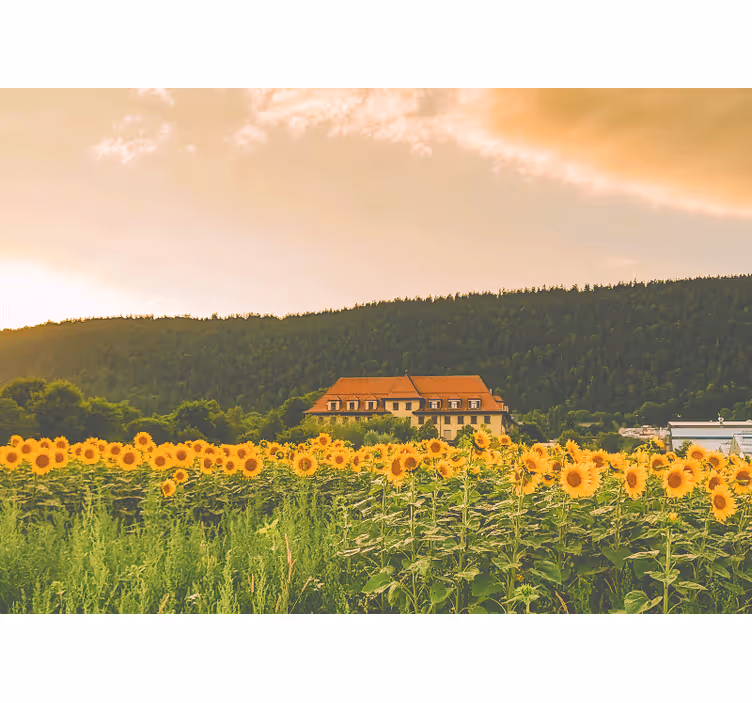 Rollo fenster schlafzimmer schönes feld mit gelben blumen - TenStickers