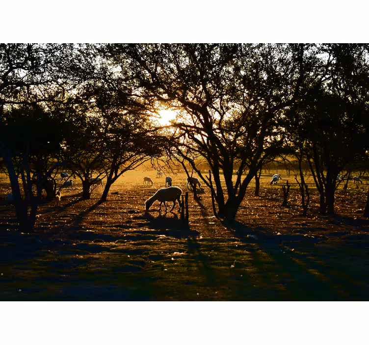 Rollo fenster schlafzimmer friedlicher wald am morgen - TenStickers