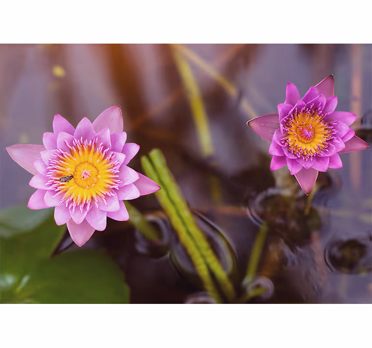 Rollo fenster schlafzimmer pinklila lotus - TenStickers