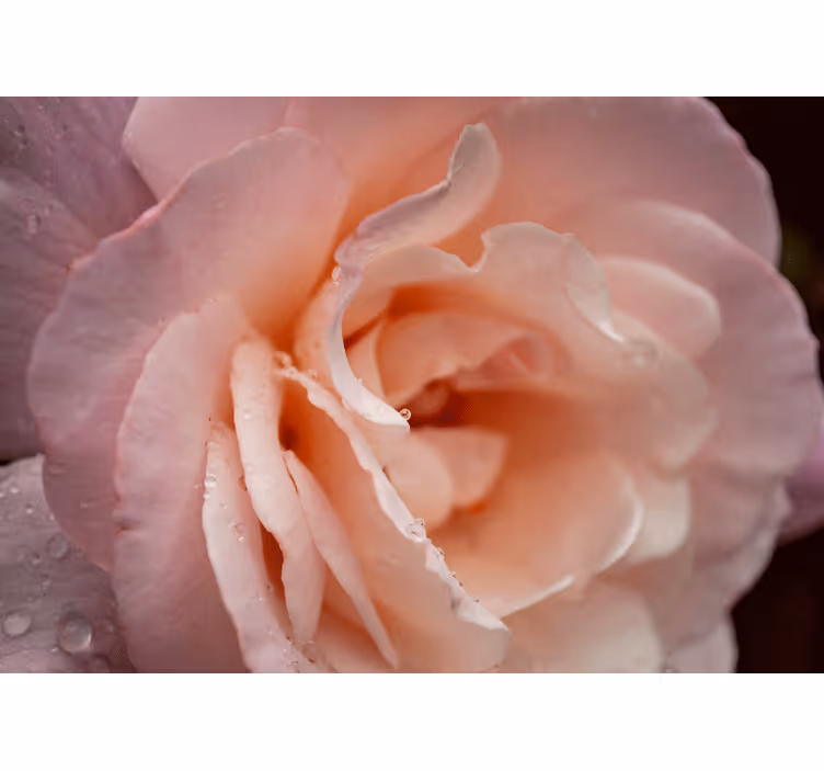 Rollo fenster schlafzimmer eleganter stil rosa wassertropfen - TenStickers