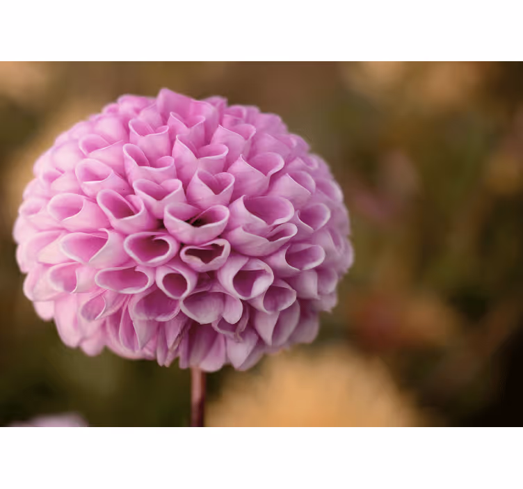 Rollo fenster schlafzimmer elegante herzblumen rosa - TenStickers