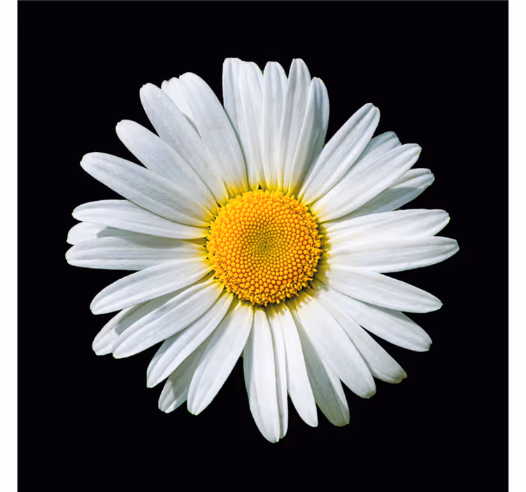 Rollo fenster schlafzimmer mit schwarz-weißer gänseblume - TenStickers