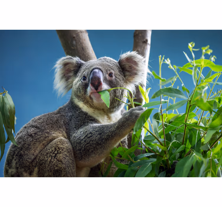 Rollo fenster schlafzimmer mit niedlichen koalas - TenStickers