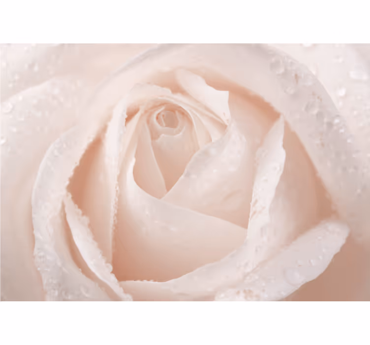 Rollo fenster weiß mit schöner weißer rose - TenStickers