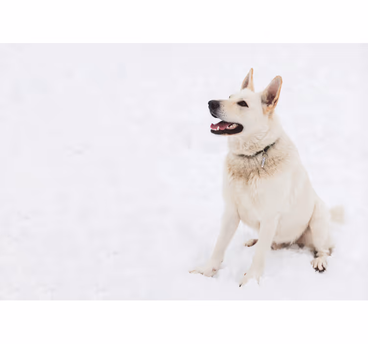 Rollo fenster weiß husky im schnee - TenStickers