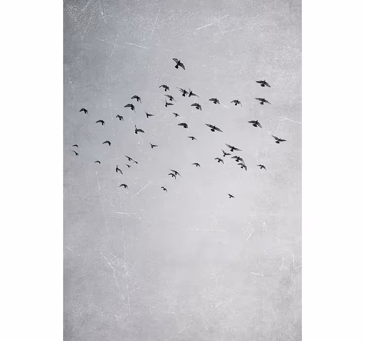 Rollo fenster schlafzimmer fliegende vögel - TenStickers