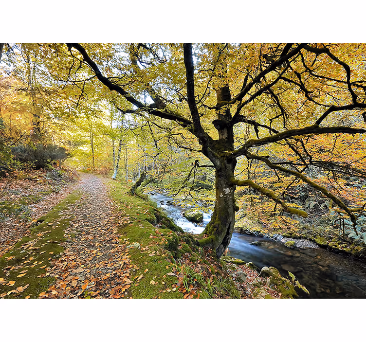 Rollo fenster wohnzimmer muniellos wald und fluss - TenStickers