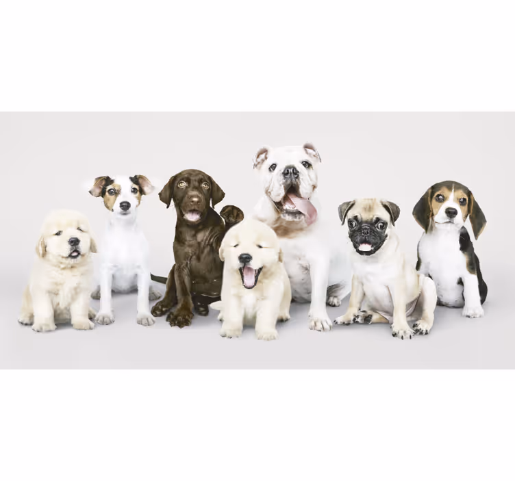 Rollo fenster tiere fotografie hundewelpen - TenStickers